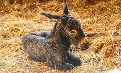 Für das Esel-Baby wird noch ein Name gesucht, „Krone“-Leser können Vorschläge schicken.