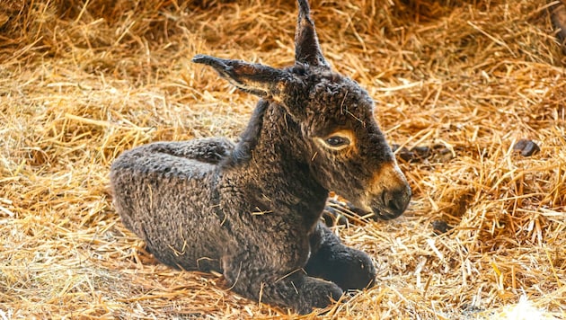 A name is still being sought for the baby donkey, "Krone" readers can send suggestions. (Bild: Markus Tschepp)