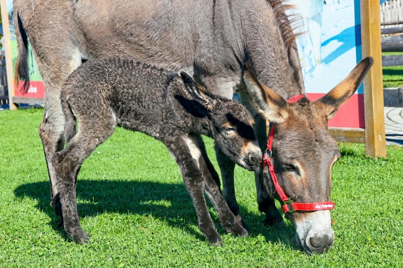 Das Esel-Mädchen kuschelt mit Mama Simona. (Bild: Markus Tschepp)