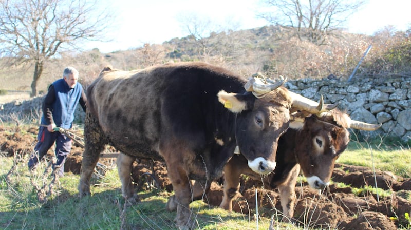 These oxen were a thorn in Red Bull's side. But they failed in court. (Bild: Nikolaus Klinger)