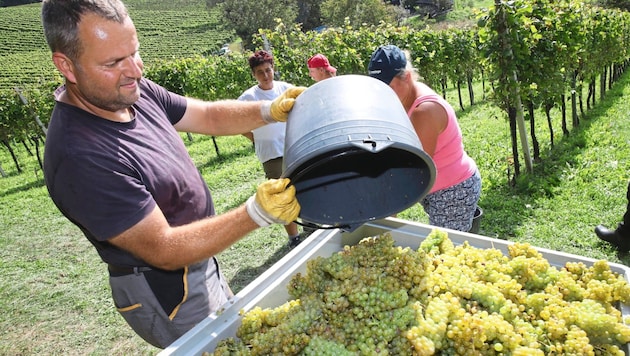 The grape harvest started earlier than ever in Styria this year. (Bild: Pail Sepp)