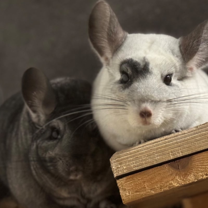 Chinchillas are crepuscular and nocturnal animals. (Bild: Tierschutzheim Vorarlberg)