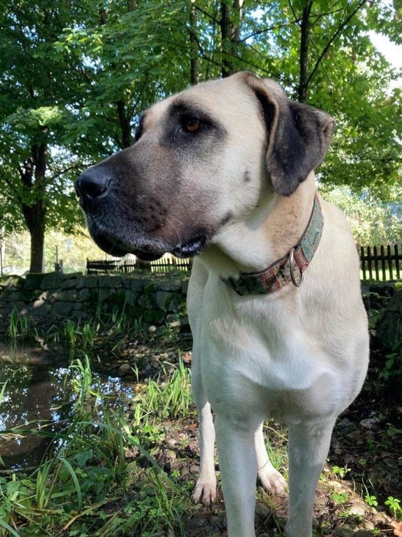 Kangal Hündin Isra. (Bild: Tierschutzheim Vorarlberg)