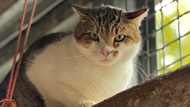 Kater Bernd. (Bild: Tierschutzheim Vorarlberg)