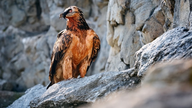 The great return of the bearded vulture. (Bild: Petr Salinger / 2019 / www.petrsalinger.cz)