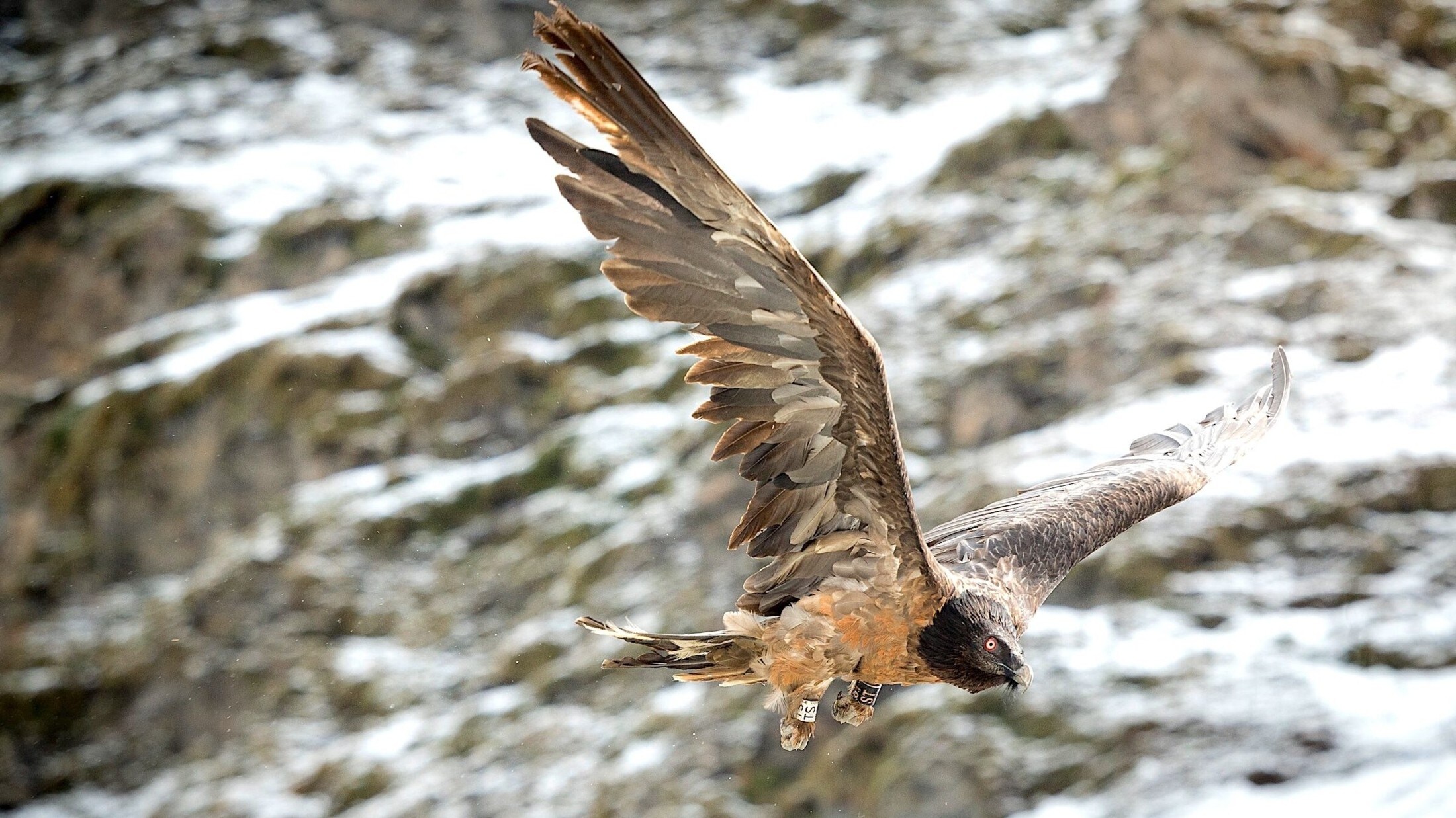 Seinen Namen hat der edle Vogel von seinem charakteristischen Bart – zwei dunkle Federn, die neben seinem Schnabel herabhängen. (Bild: Nationalpark Hohe Tauern/M. Lugger)