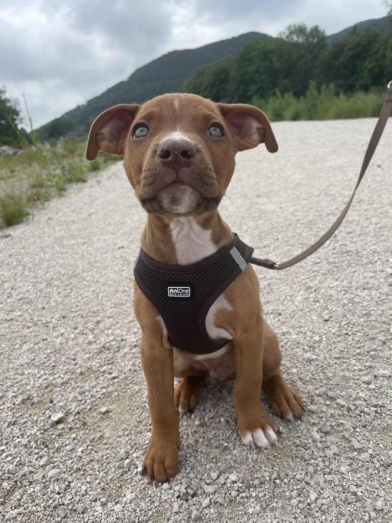 Pablo beim Spaziergang (Bild: Leserreporter/Sabine K.)