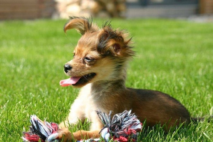 Pauli chillt nach einem Spiel im Garten