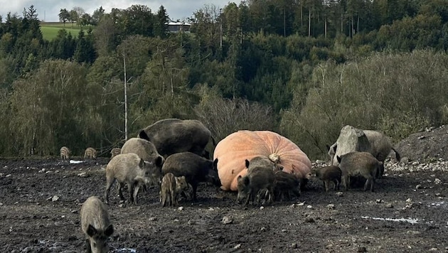 Der Mega-Kürbis landete im Tierpark Altenfelden im Wildschweingehege und die Tiere hatten ihre helle Freude daran (Bild: Tierpark Altenfelden)