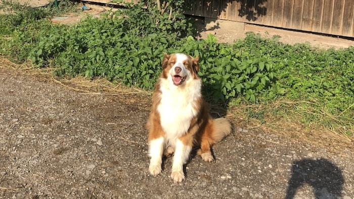 Angelikas Liebling Buddy