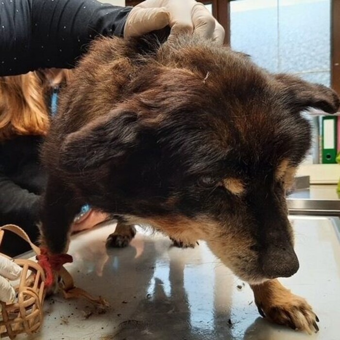 Poor "Rambo" was at the end of his tether when he was found.
