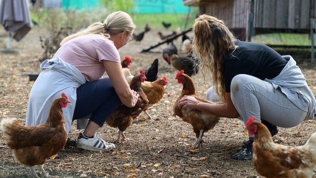 Asten is a prison without walls. Six-meter-high fences protect the population from the inmates. Feeding and stroking chickens is part of the therapeutic measures. There is also a large vegetable garden. (Bild: Werner Kerschbaummayr/TEAM FOTOKERSCHI / KERSCHBAUMMAYR)