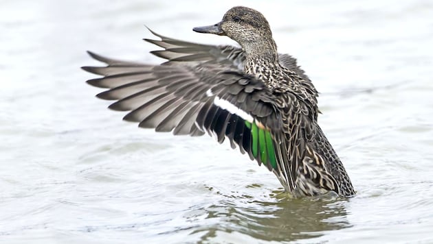 Only around 100 pairs of teals still breed in Austria. (Bild: APA Pool/BIRDLIFE/MICHAEL DVORAK)