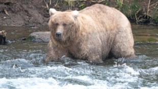 „Grazer“ konnte den Titel bei der „Fat Bear Week“ erfolgreich verteidigen. (Bild: APA Pool/AP)