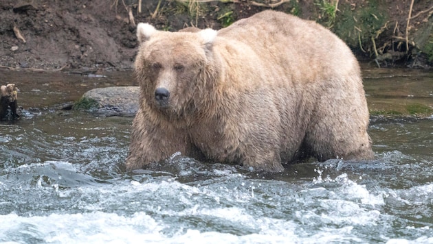 "Grazer" successfully defended its title at "Fat Bear Week". (Bild: APA Pool/AP)