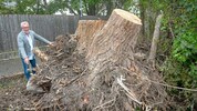 Wasserleitungsverband-Obmann Gerhard Windbichler mit dem Stamm des 20 Tonnen schweren Baumes. ...