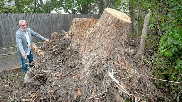 Gerhard Windbichler, Chairman of the Water Management Association, with the trunk of the 20-ton tree. Although it was healthy, it was uprooted. (Bild: Seebacher Doris/Doris_SEEBACHER)