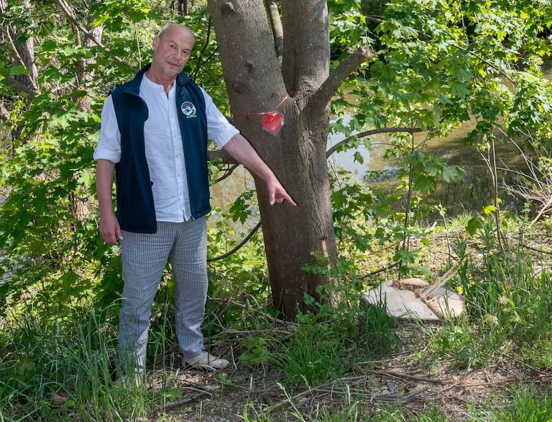 Hannes Kernbeis zeigt auf einen scheinbar gesunden Baum, der ebenfalls Opfer des Hochwasserschutzes wurde.  (Bild: Seebacher Doris)