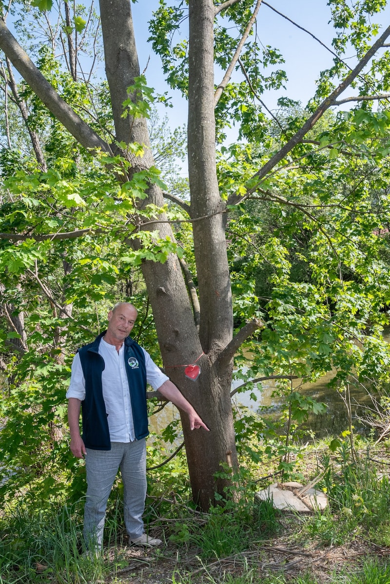 Hannes Kernbeis points to an apparently healthy tree that also fell victim to the flood protection measures. (Bild: Doris_SEEBACHER)