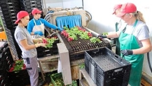 Tirol ist Österreichs „Radieschenkaiser“. Etwa die Hälfte der im ganzen Land produzierten Menge kommt aus Tirol. (Bild: Birbaumer Christof)