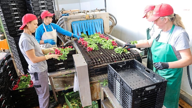 Tyrol is Austria's "radish emperor". Around half of the radishes produced in the entire country come from Tyrol. (Bild: Birbaumer Christof)