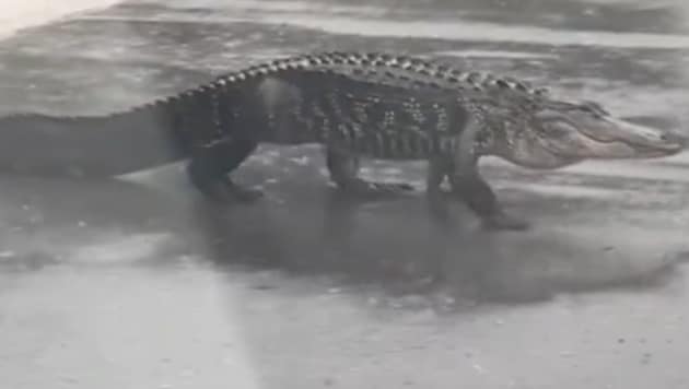 Creepy: What is this alligator doing in the middle of the road? (Bild: Screenshot/x.com/@Factschaser)