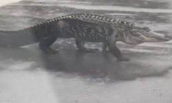 Gruselig: Was macht dieser Alligator mitten auf der Straße?