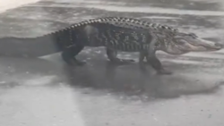 Gruselig: Was macht dieser Alligator mitten auf der Straße? (Bild: Screenshot/x.com/@Factschaser)