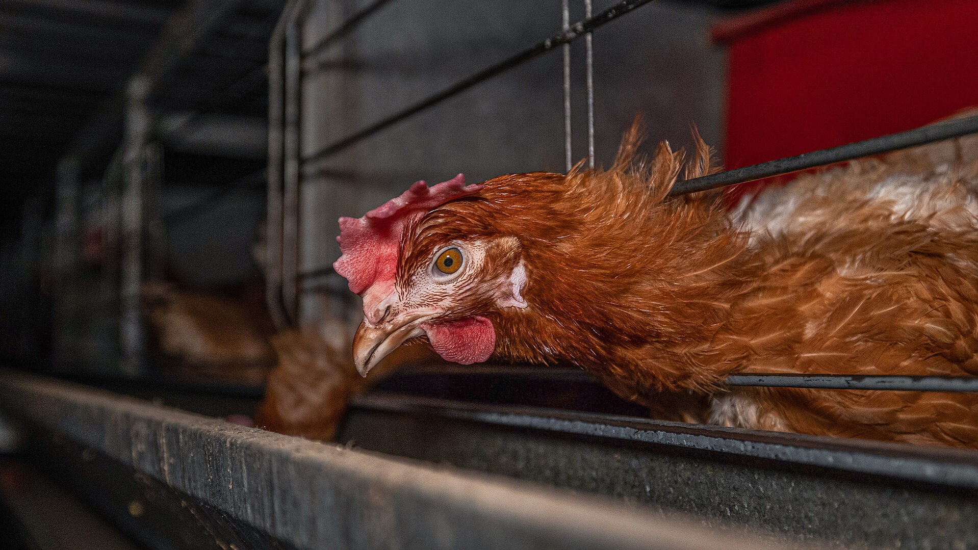 Sogenannte „ausgestaltete Käfige”, in denen die Hennen in Gruppen in Etagen gehalten werden und etwas mehr Platz als in herkömmlichen Käfigen haben, sind in der EU noch erlaubt. (Bild: © Andrew Skowron/We Animals Media)