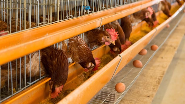 The hens are crammed so tightly together in battery cages that they can no longer stretch their limbs. (Bild: Paylessimages - stock.adobe.com)