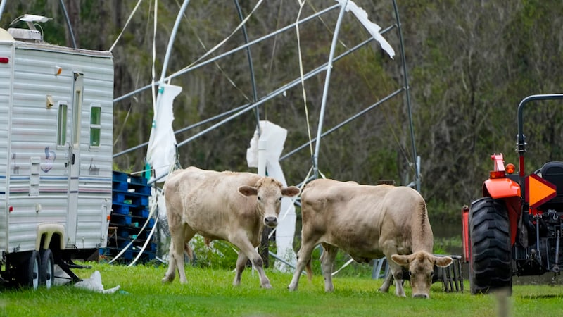 Rinder grasen in der Nähe eines durch Hurrikan „Milton“ beschädigten Gewächshauses. (Bild: ASSOCIATED PRESS)