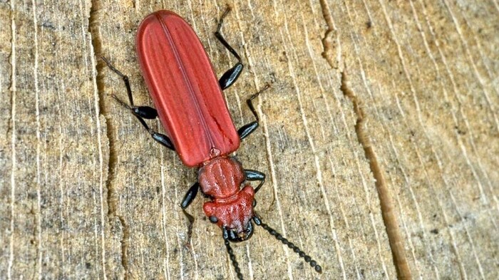Der Scharlachrote Plattkäfer einer der neu entdeckten Insektenarten im weiten Land. 
