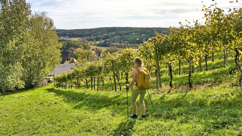 Entlang der idyllischen Weingärten lässt es sich wahrlich abschalten. (Bild: Weges )