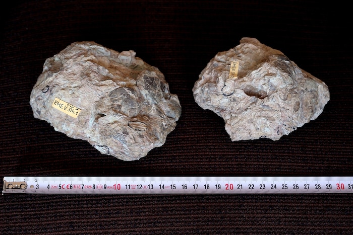 Fossilized Enantiornithes eggs