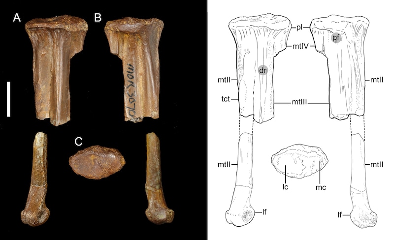 According to the team led by Alexander Clark from the University of Chicago, their bones indicate strong leg muscles. (Bild: journals.plos.org)