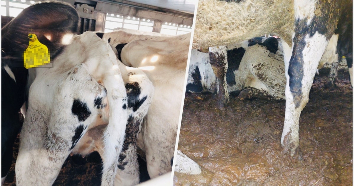 Drama in the border region - Pregnant cows stuck in truck for days ...