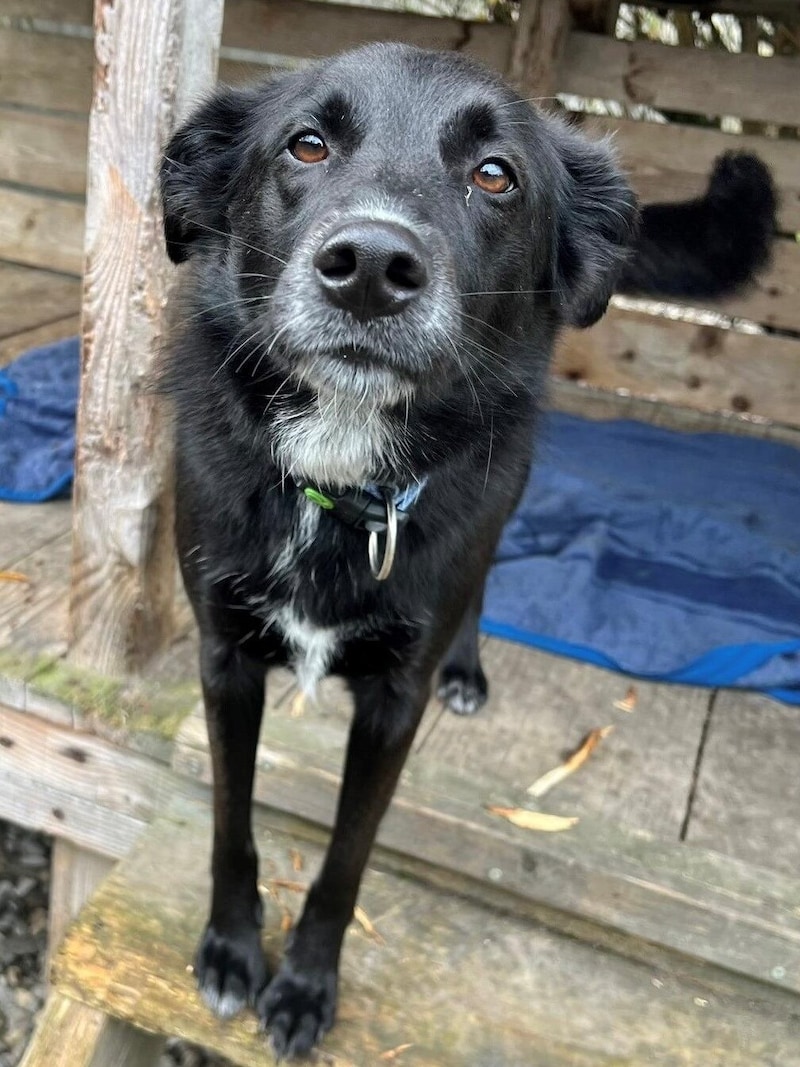 Mixed-breed dog Aska (Bild: Tierschutzheim Vorarlberg)