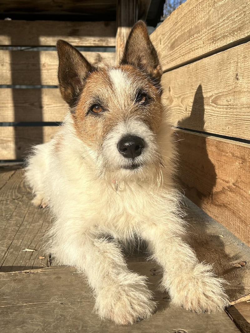 Terrier Msichling Kalle (Bild: Tierschutzheim Vorarlberg)