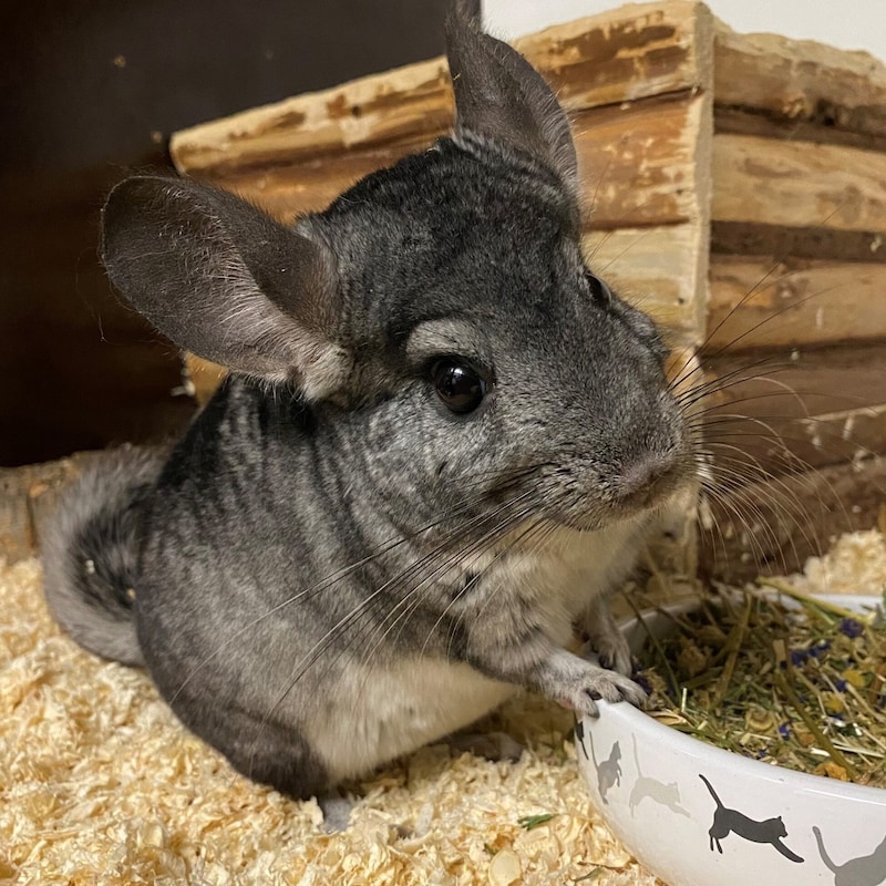 Chinchilla (Bild: Tierschutzheim Vorarlberg)