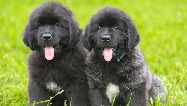 Fluffy Newfoundland puppies turned out to be mongrels - no less adorable, but sold under false pretenses. (symbolic image) (Bild: stock.adobe.com/Evdoha - stock.adobe.com)