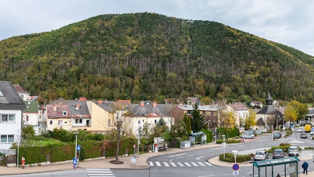 Numerous trees on the Silbersberg are diseased or have already fallen and no longer offer any protection against the constant rockfalls. (Bild: Doris SEEBACHER)