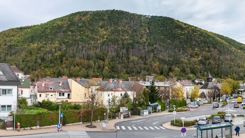 Numerous trees on the Silbersberg are sick or have already fallen and no longer offer any protection against the constant rockfalls. (Bild: Doris SEEBACHER)