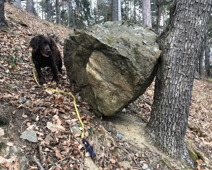 Noch halten die Bäume die herabstürzenden Felsbrocken auf. Bald könnte dies jedoch nicht mehr ...