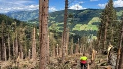 Nach den unfassbaren Schäden, die ein Sturm anrichten kann, gibt's nur eines: Wiederaufforstung! (Bild: Land Tirol)