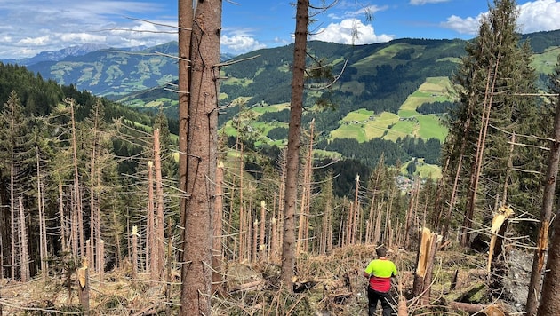 After the unbelievable damage that a storm can cause, there is only one thing to do: reforestation! (Bild: Land Tirol)