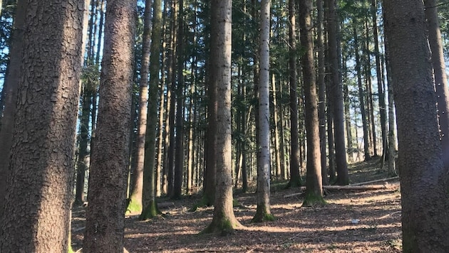 Robert Schneider will go for another walk in the woods on election Sunday - and leave his cell phone at home as a precaution. (Bild: Eva Maria Huber)