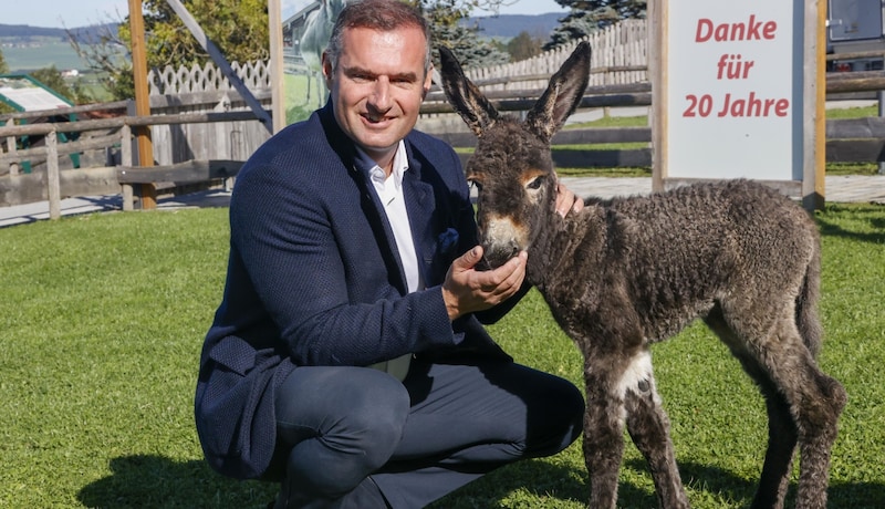 "Suddenly she was lying in the box," says Gut Aiderbichl boss Dieter Ehrengruber, surprised by the latest addition to the farm. (Bild: Tschepp Markus)