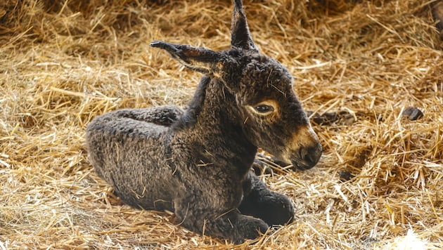 "Suddenly it was lying in the box," says Gut Aiderbichl boss Dieter Ehrengruber, surprised by the latest addition to the farm. Krone readers were allowed to choose a name for the donkey mare. (Bild: Tschepp Markus)