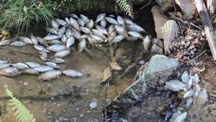 Eine große Menge an toten Fischen entdeckte ein Spaziergänger im Grusaubach.  (Bild: Gemeinde Unterkohlstätten)