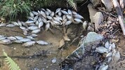 Eine große Menge an toten Fischen entdeckte ein Spaziergänger im Grusaubach. 
